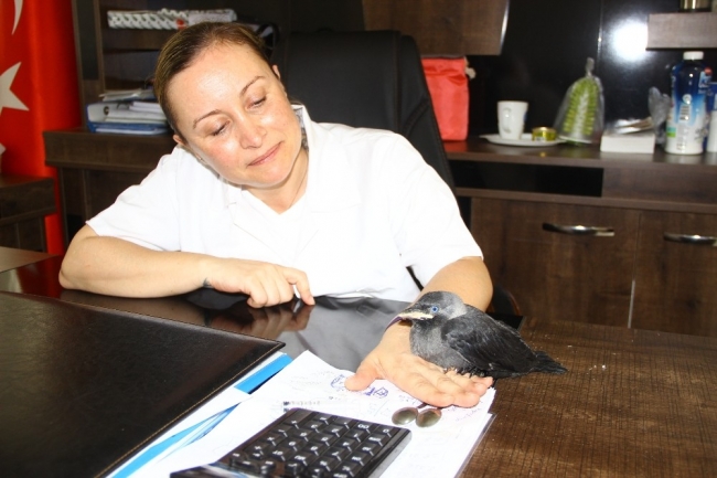 Yaralı getirilen kargayı makamında besliyor