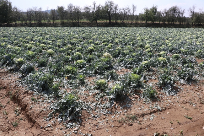 Kastamonu'daki sağanak ve dolu meyve ağaçlarına büyük zarar verdi