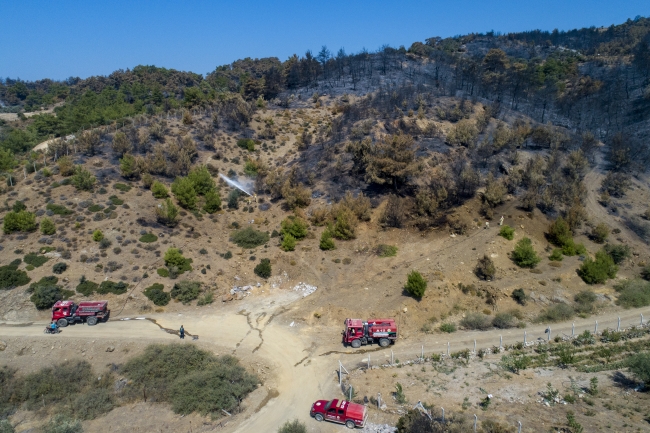 İzmir'de yanan orman için 2 günde 30 bin fidan bağışlandı