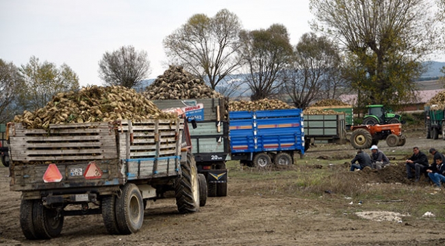 Çiftçilerin zorlu pancar mesaisi devam ediyor