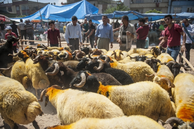 Kurbanlıklar cep telefonuyla sorgulanabilecek