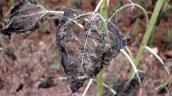 Çayır tırtılı istilası Bursa'ya da sıçradı