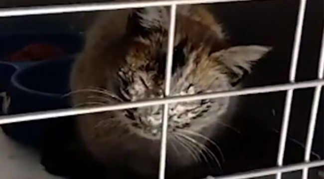 Elazığ'da 12 gün sonra kurtarılan kedi emin ellerde