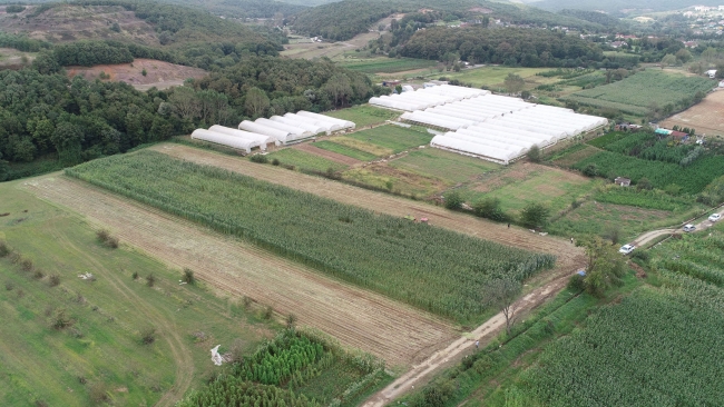 “Milli Tarım Yerli Tohum Deneme Ekimleri” projesinde ilk mısır hasadı yapıldı