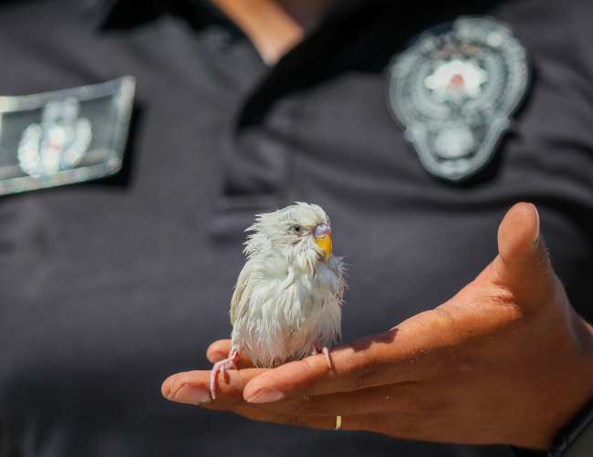 Denize düşen muhabbet kuşu jet ski ile kurtarıldı