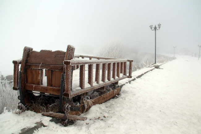 Ardahan'da yiyecek arayan yabani hayvanlar köylere kadar indi
