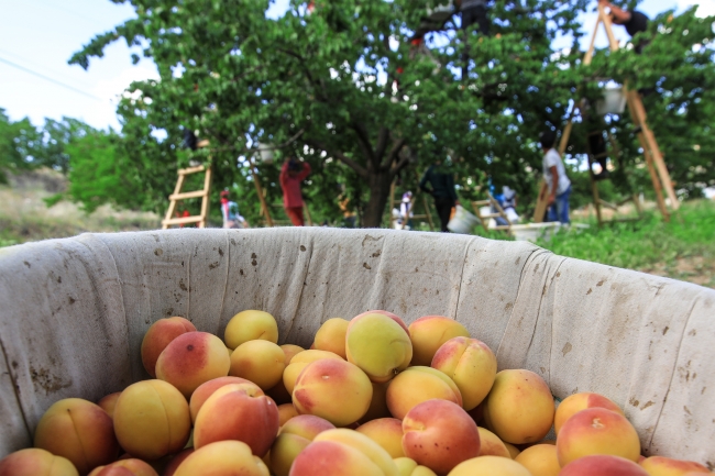Kayısının başkentinde bereketli hasat