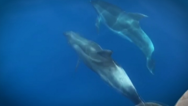 Tur teknesine eşlik eden yunuslar kamerada