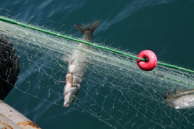 Van Gölü'ndeki balıkçılar "vira bismillah" dedi