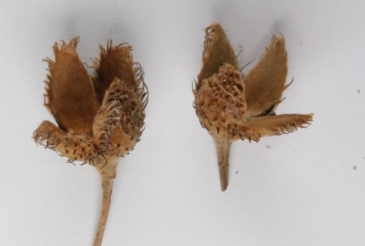 Türkiye'nin üçüncü kayın ağacı türü keşfedildi