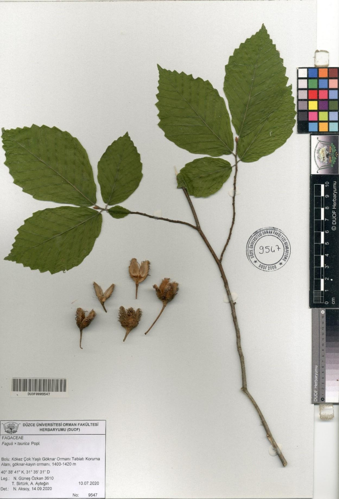 Türkiye'nin üçüncü kayın ağacı türü keşfedildi