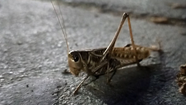 İstanbul'un iki ilçesinde çekirge istilası