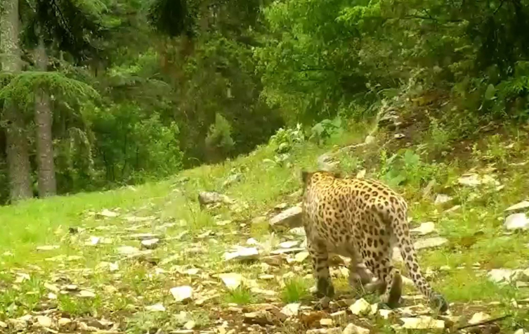 Anadolu parsı yeniden görüntülendi
