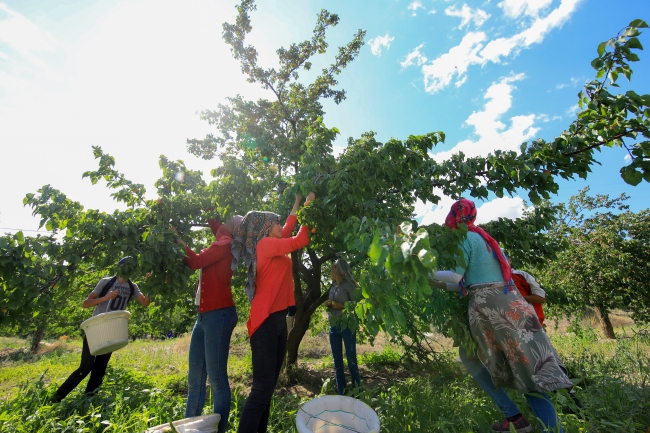 Kayısının başkentinde bereketli hasat