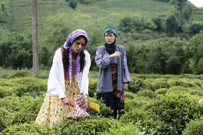 Sıra dışı öyküsüyle Ege'nin Hamsisi başlıyor