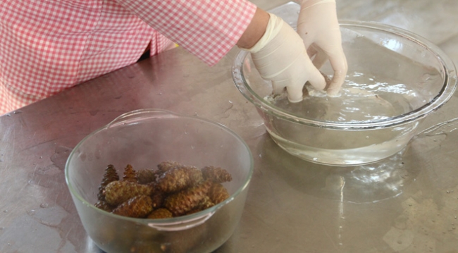 Çam kozalağı reçel ile tatlanıyor