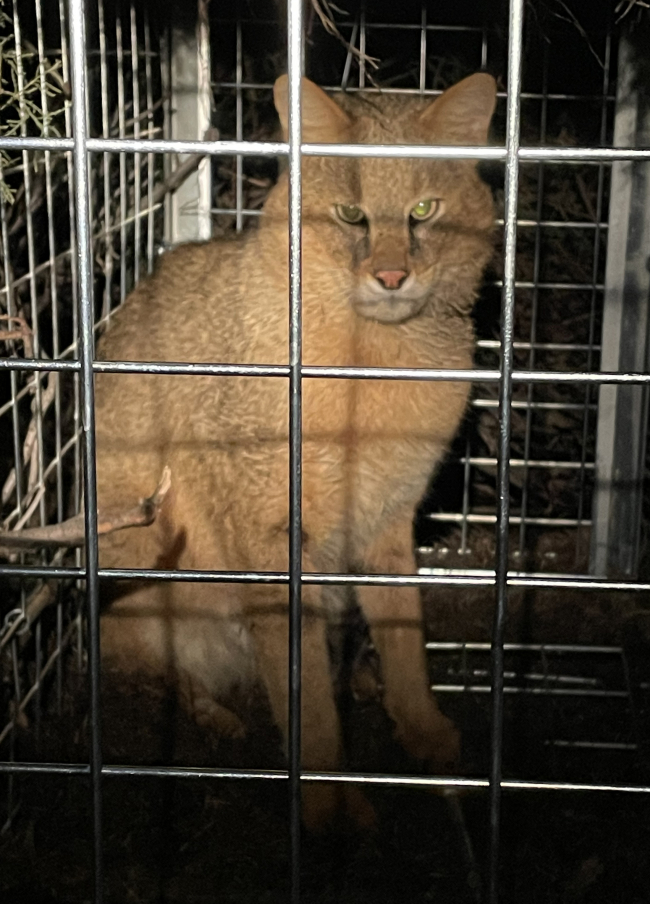 Türkiye'nin uydu vericili ilk saz kedisi 'Latmus'