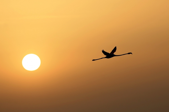 Tunus sahillerinde flamingoların etkileyici dansı