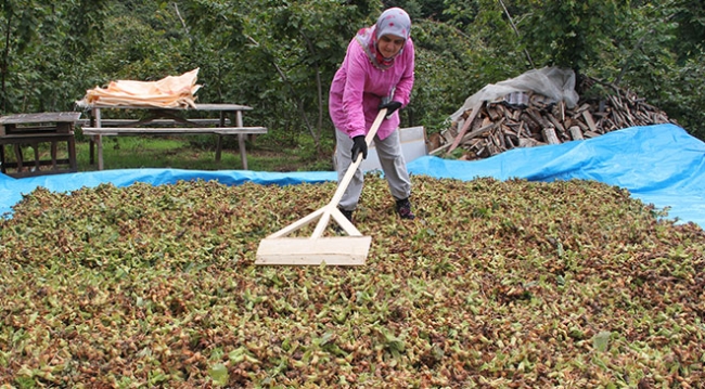 Fındık fiyatının erken açıklanması üreticiyi memnun etti
