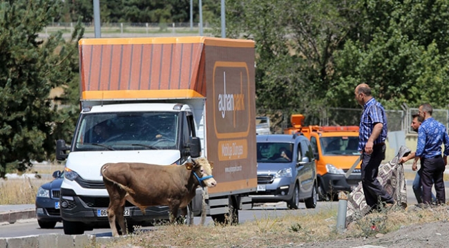 Erzurum'da kaçan kurbanlık güçlükle yakalandı