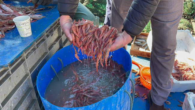 Tekirdağ'da karides bolluğu