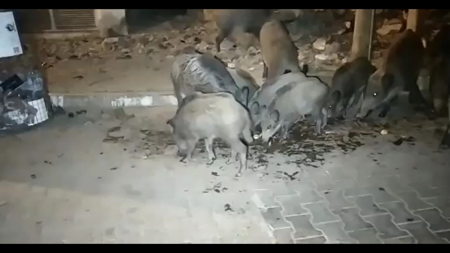 Şehre inen yaban domuzlarını elleriyle beslediler