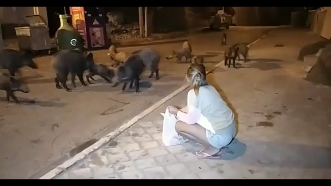 Şehre inen yaban domuzlarını elleriyle beslediler