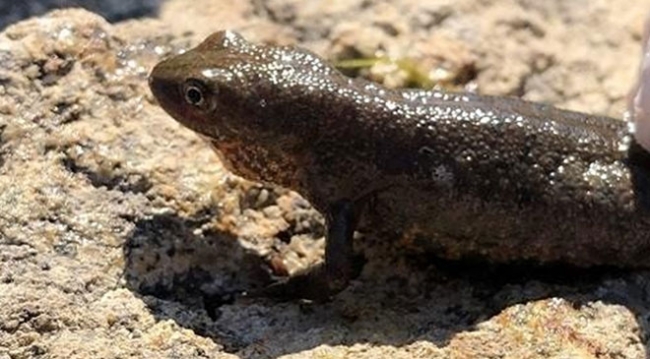 Yalova'da 2 semender türü bulundu