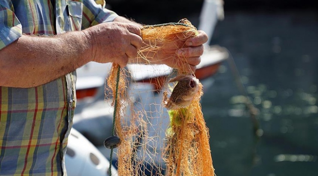 Türk sularında balon balığı tehlikesi devam ediyor