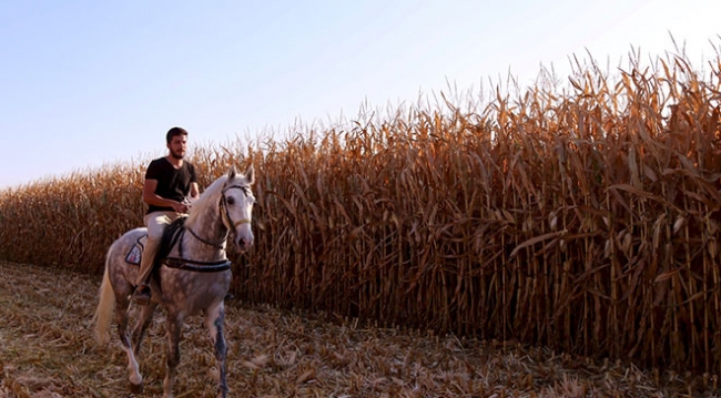 Şampiyon atlara "ballı muzlu" menü