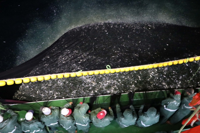 Çanakkale'de sardalya bereketi balıkçıların yüzünü güldürdü