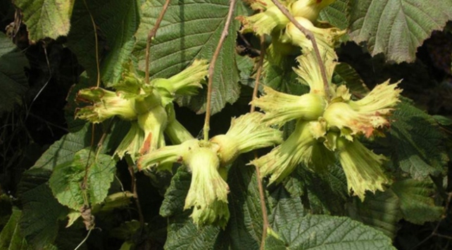 Fındık işçilerinin yevmiyesi belirlendi