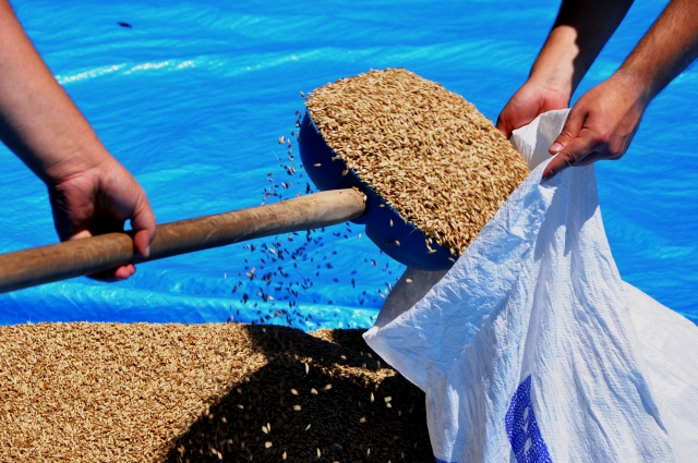 Tekirdağ'da 10 bin yıllık siyez buğdayının hasadı yapıldı