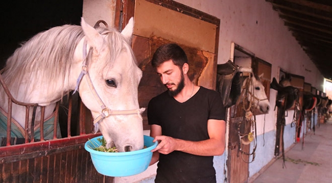 Şampiyon atlara "ballı muzlu" menü