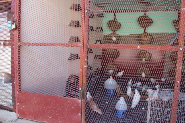 Diyarbakır'da güvercin oteli açıldı