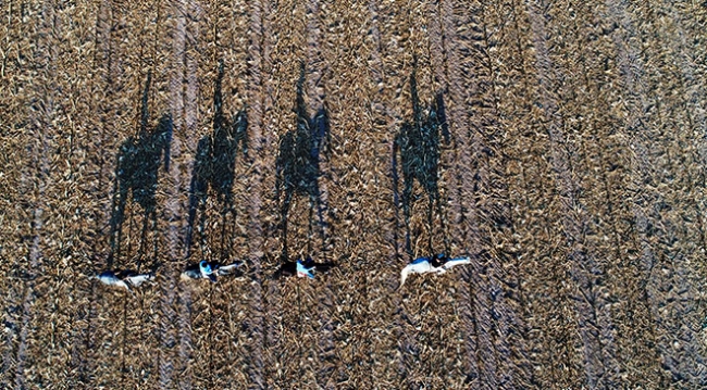 Şampiyon atlara "ballı muzlu" menü