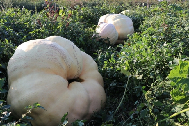 450 kilogramlık bal kabağı görenleri şaşırtıyor