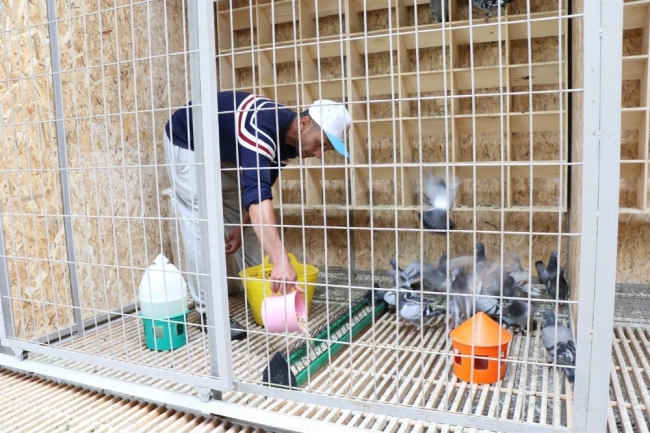 Edirne'de posta güvercinleri yarışa "bebek gibi" bakılarak hazırlanıyor