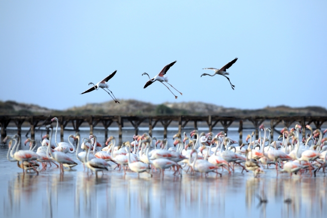 Tunus sahillerinde flamingoların etkileyici dansı