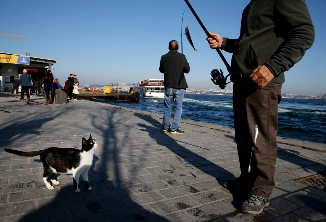 İstanbul sokakları kedilere emanet