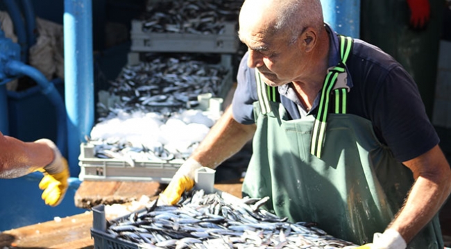 Karadeniz'de hamsi bolluğu balıkçıları sevindirdi