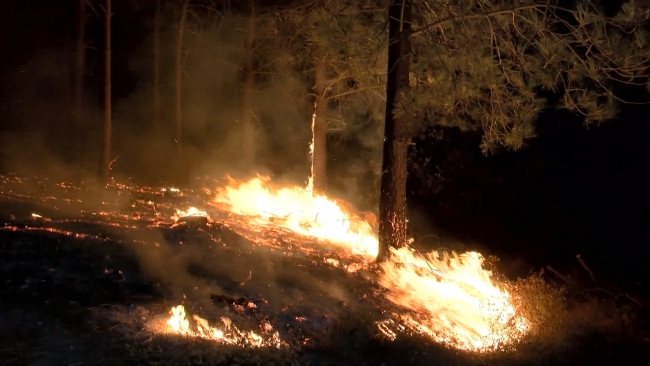 Pendik'te ormanlık alanda yangın