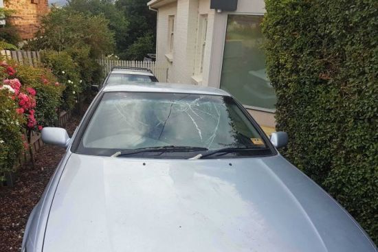 Dev fok balığı arabayı ezdi