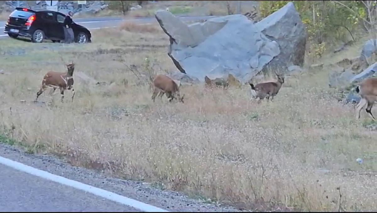 Nesli koruma altındaki yaban keçileri Artvin kara yolunda görüntülendi
