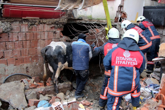 Göçük altında kalan ineği için gözyaşı döktü