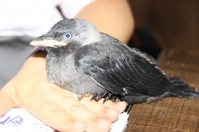 Yaralı getirilen kargayı makamında besliyor