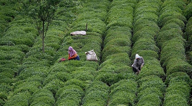Çaykur'da ikinci sürgün kotası belirlendi