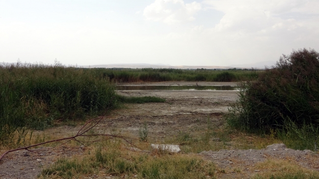 Van Gölü'ndeki kuşlar kuraklık nedeniyle göç etti