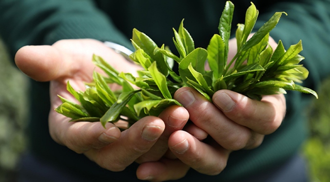 Çaykur'da ikinci sürgün kotası belirlendi