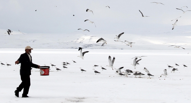 Buzla kaplı Çıldır Gölü'nde avlanamayan martıları besliyor